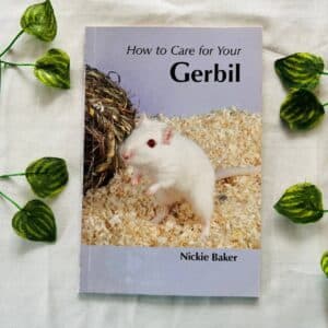 How to Care For Your Gerbil