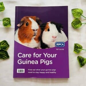 Care For Your Guinea Pigs