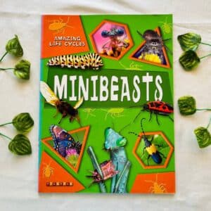 Amazing Life Cycles Minibeasts