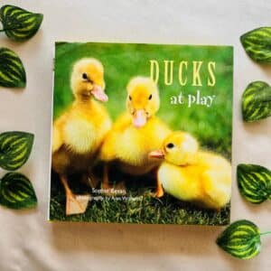 Ducks at Play