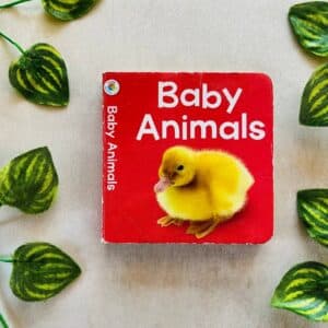 Baby Animals: Board Book