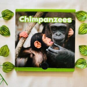 Chimpanzees